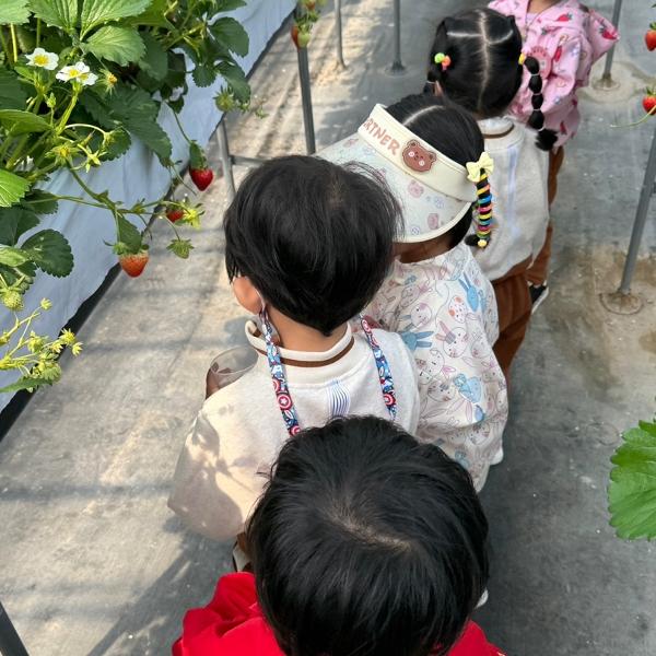 4월 유치원 현장학습(딸기밭체험)